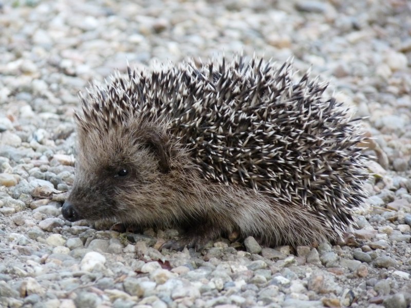 Ошейниковый ёж (Hemiechinus collaris)