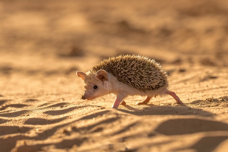 Еж Ушастый Hemiechinus auritus