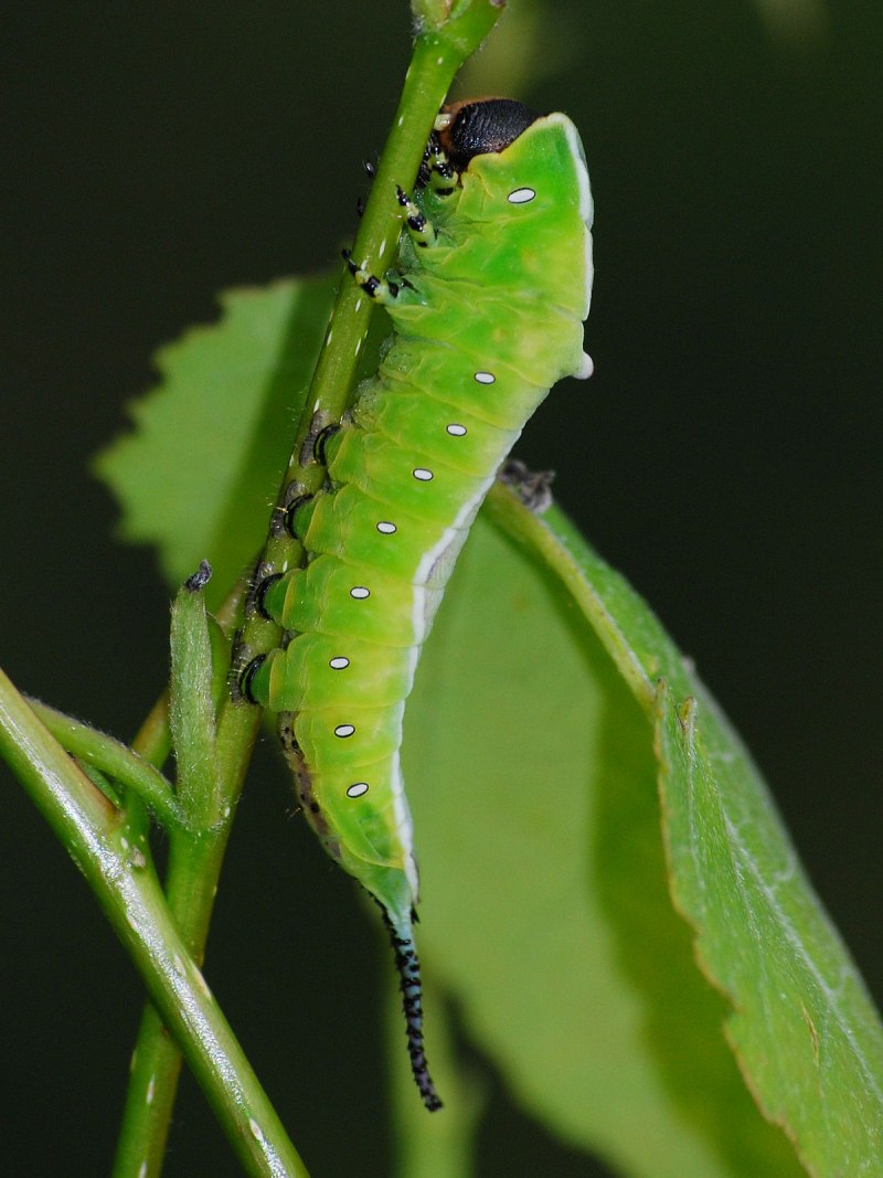 Гарпия большая Cerura vinula