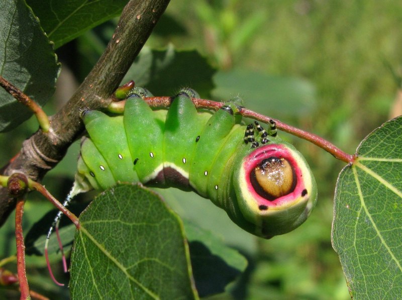 Гарпия большая Cerura vinula