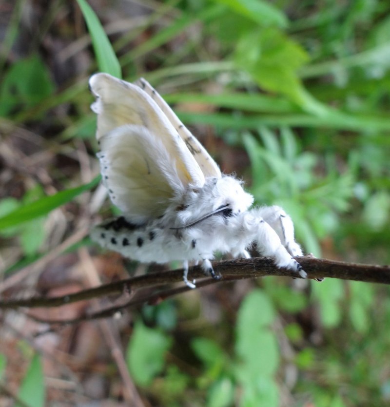 Гусеница Cerura vinula