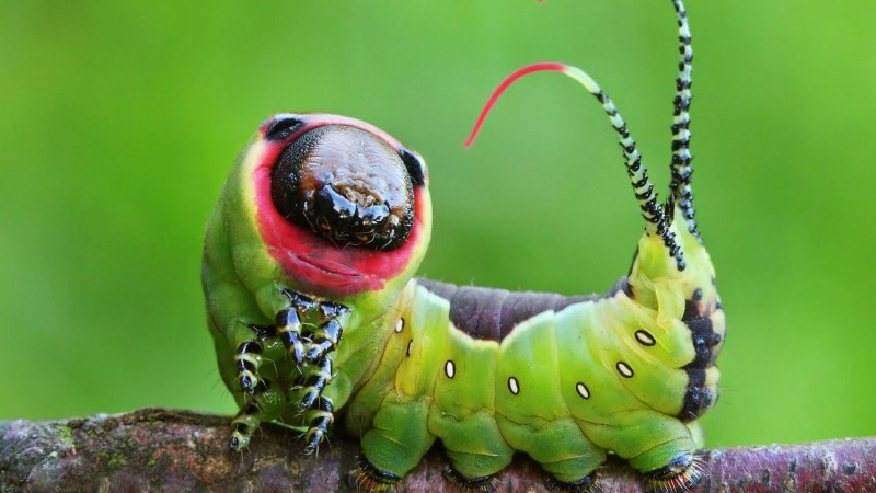 Cerura vinula