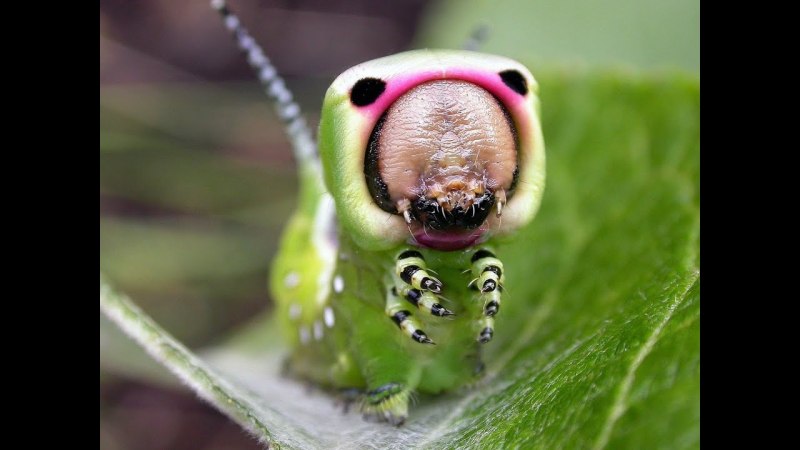 Гусеница Citheronia regalis