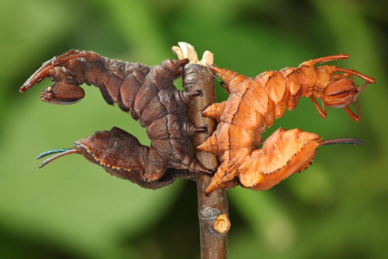 Вилохвост гусеница (75 фото)
