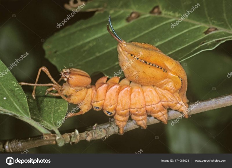 Гусеница Cerura vinula
