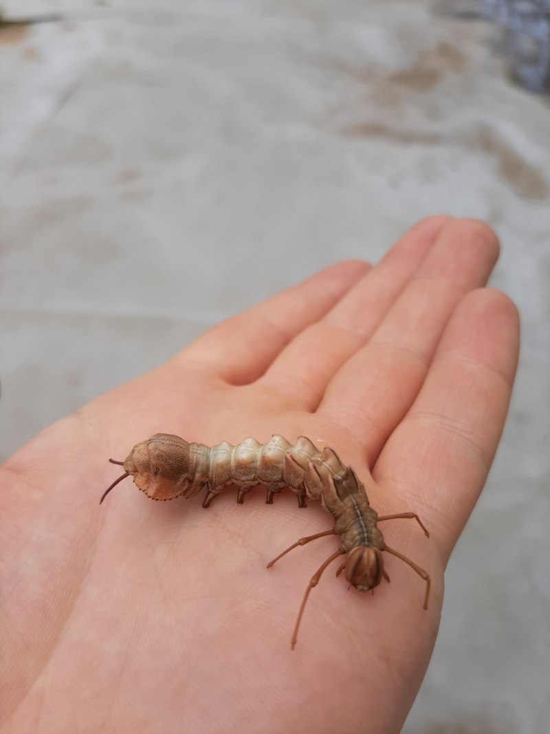 Cerura vinula