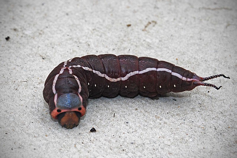 Stauropus fagi Вилохвост буковый