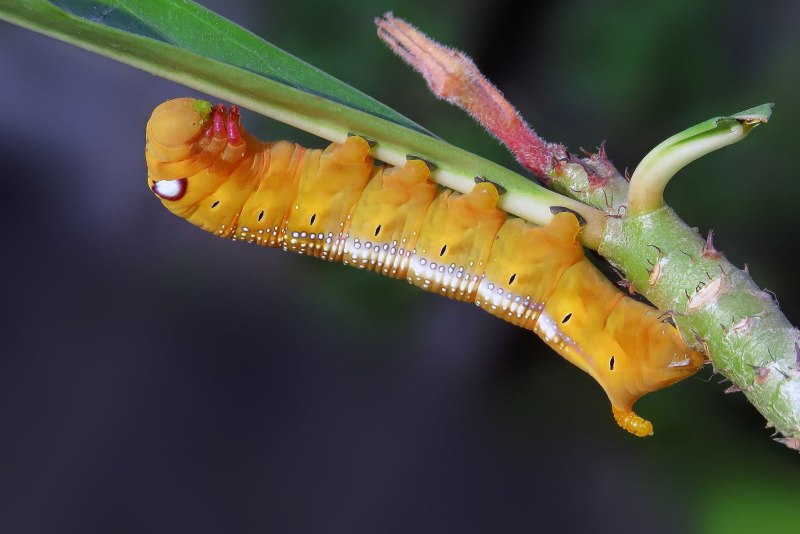 Гарпия большая (Cerura vinula), гусеница