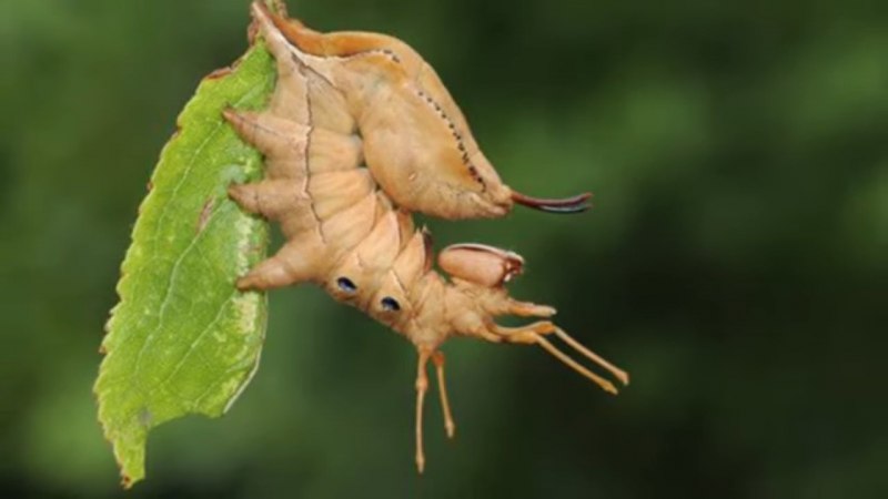Гусеница Cerura vinula