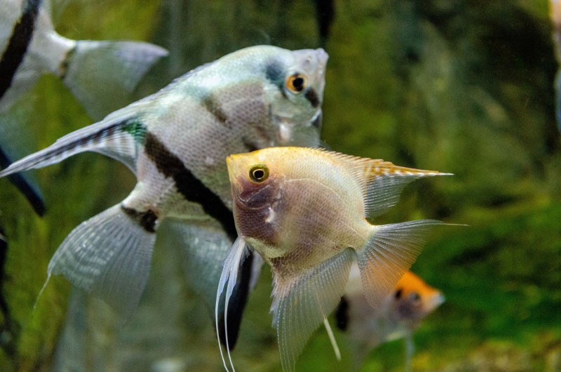 Pterophyllum Leopoldi