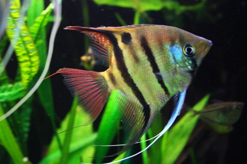 Скалярия "перуанский Альтум" (Pterophyllum scalare)