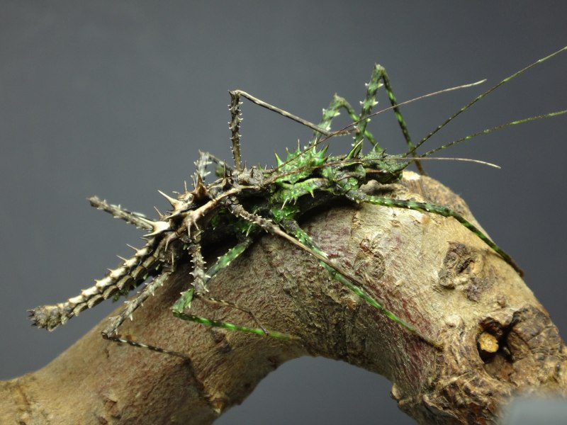 Parectatosoma hystrix