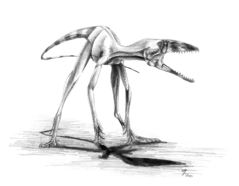 Pterodaustro guinazui