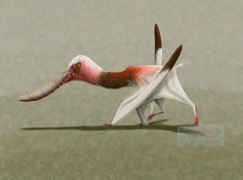 Pterodaustro guinazui