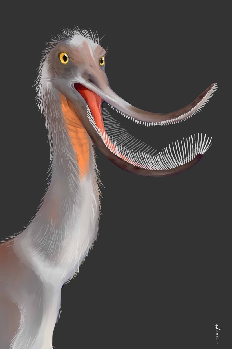 Pterodaustro guinazui