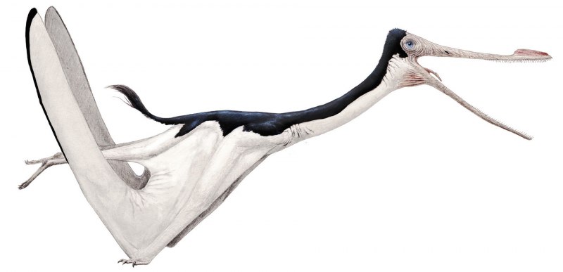 Pterodaustro guinazui