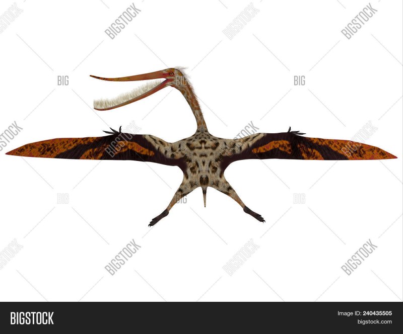 Rhamphorhynchus Muensteri