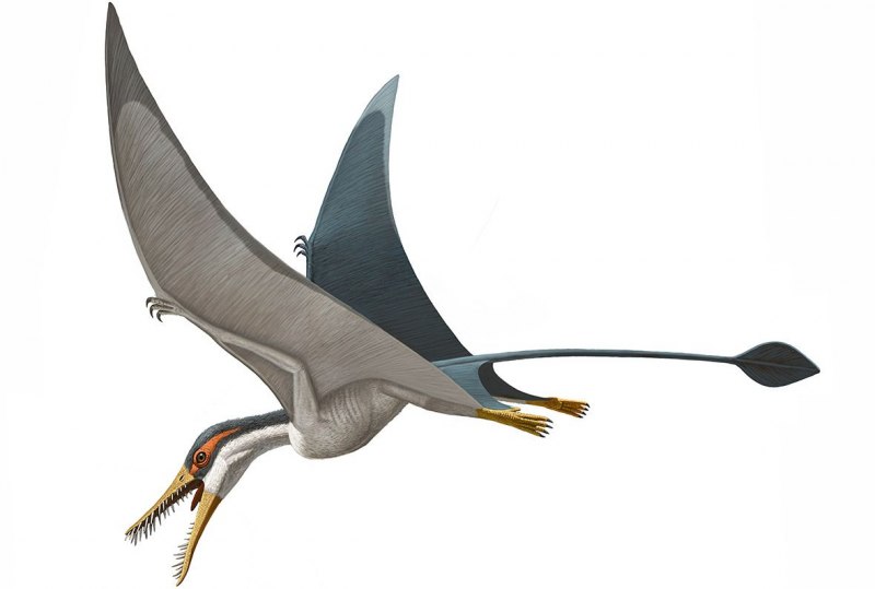 Darwinopterus modularis