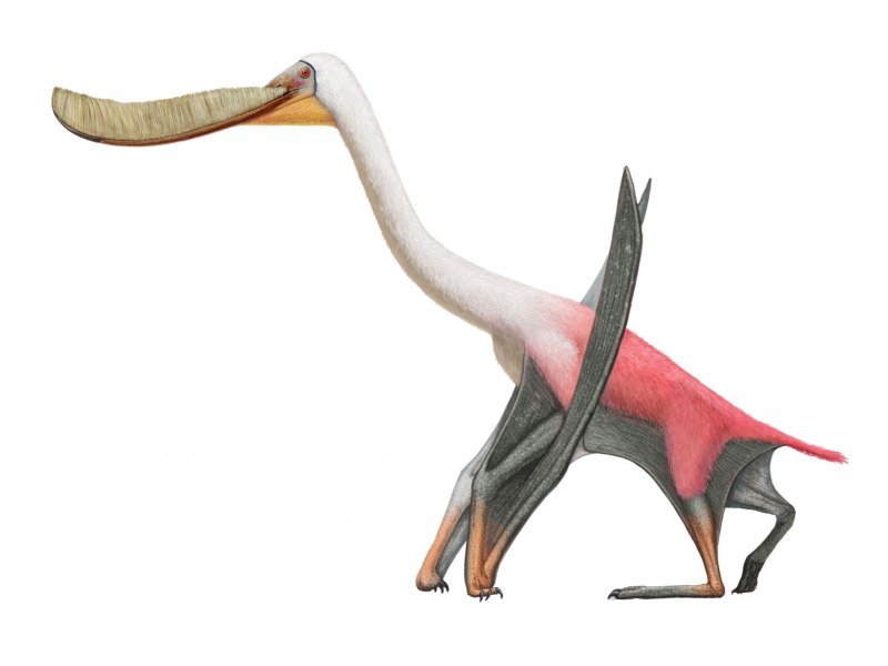 Pterodaustro guinazui