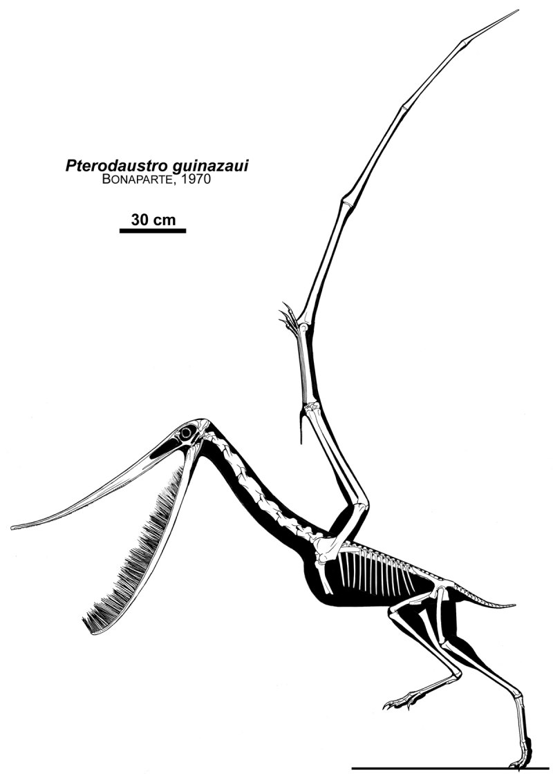 Ludodactylus sibbicki
