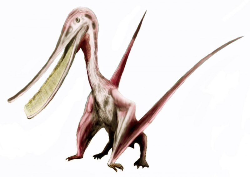 Pterodaustro guinazui
