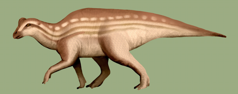 Jeholopterus ninchengensis