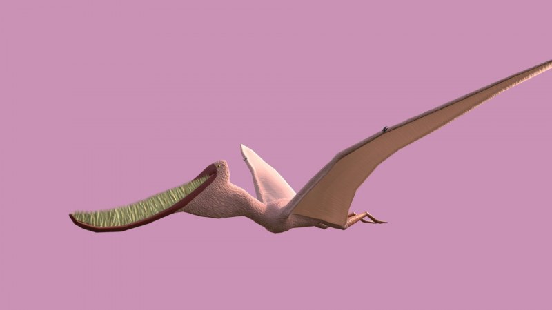 Pterodaustro guinazui