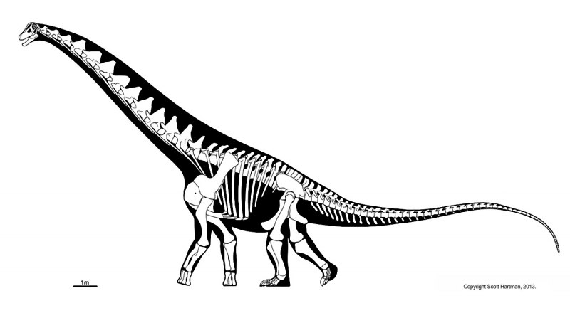 Alamosaurus sanjuanensis