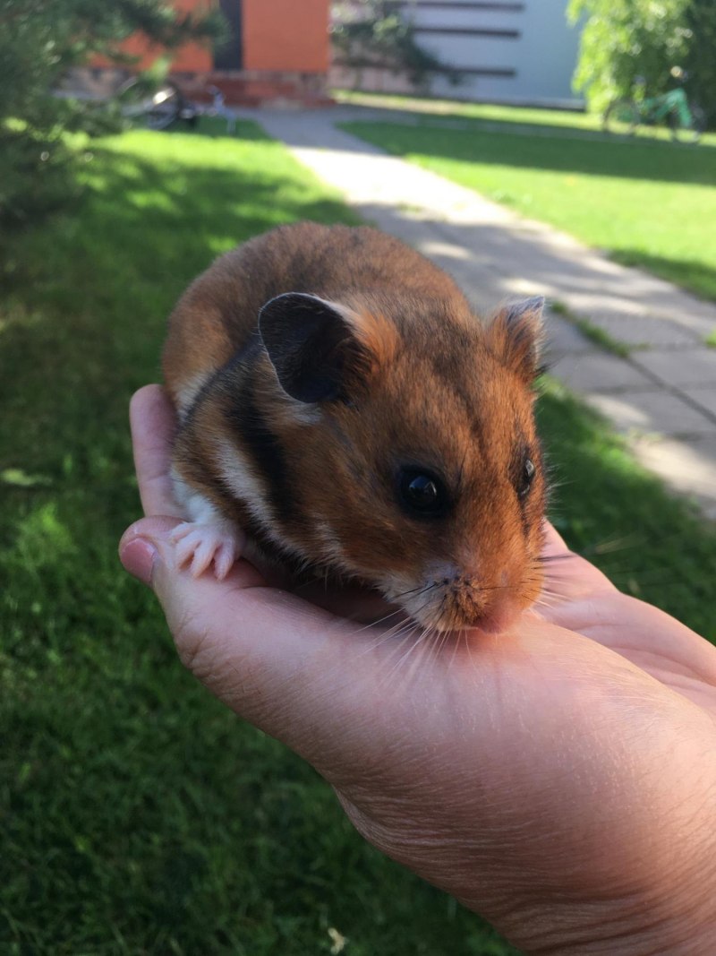 Сиамский хомяк