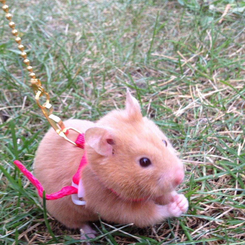 Cavia porcellus (Guinea Pig)