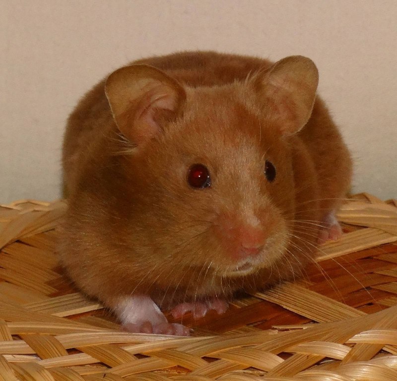 Хомяк живой
