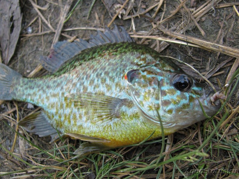 Lepomis gibbosus