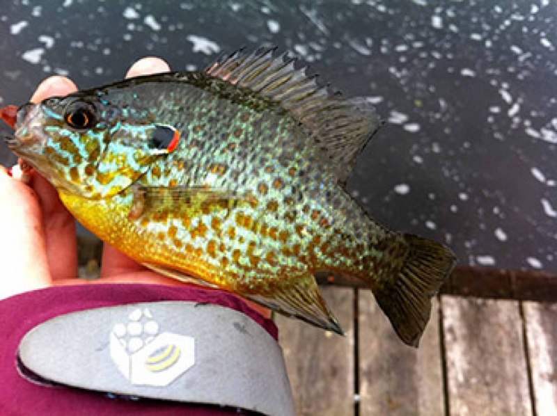 Lepomis megalotis
