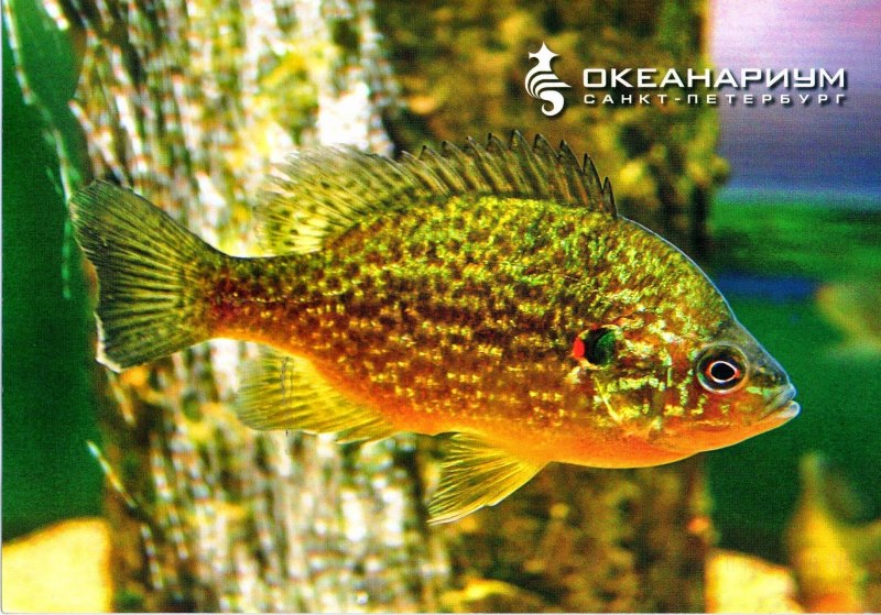 Американский Радужный окунь