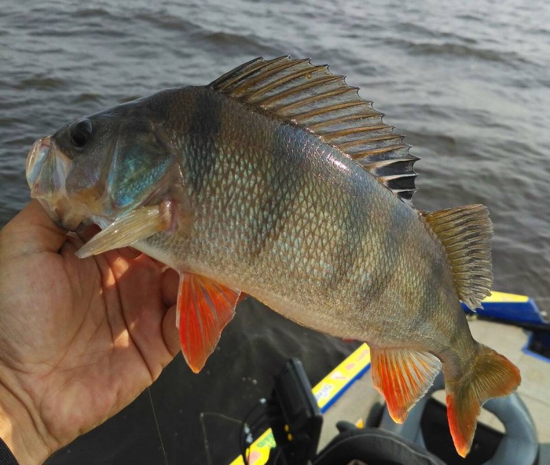 Lepomis gibbosus