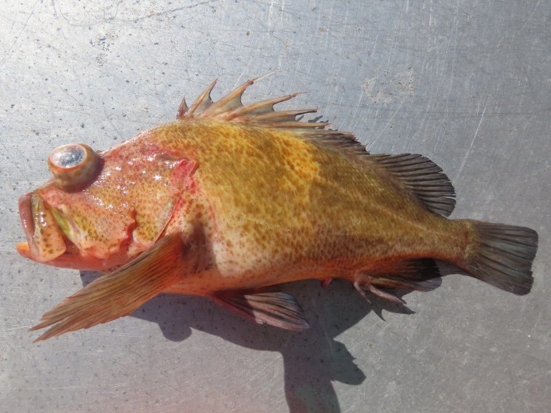 Wrasse рыба