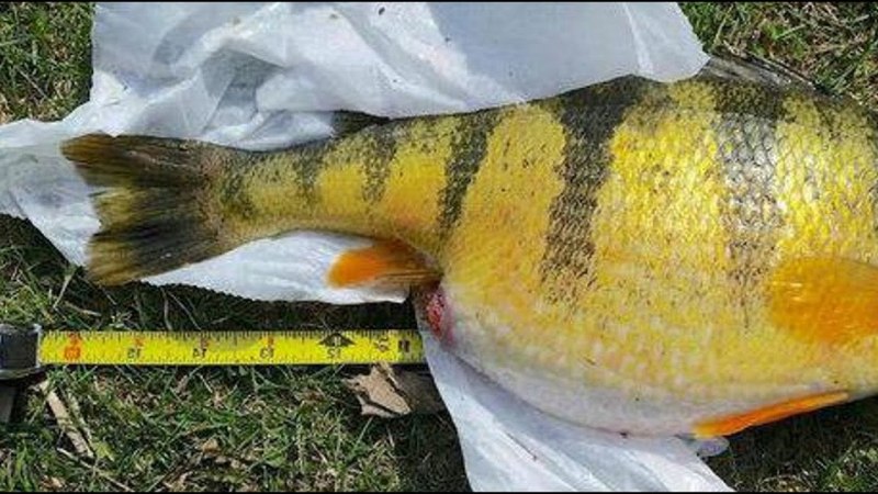 Золотистый морской окунь