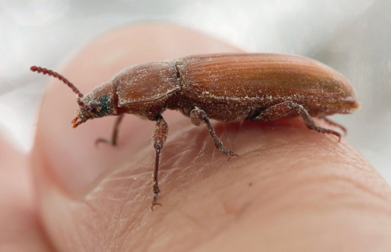 Tenebrio Molitor мучной хрущак