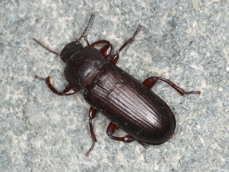 Tenebrio Molitor мучной хрущак