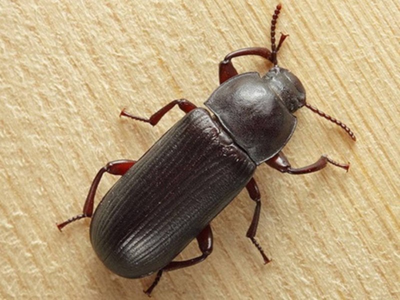 Tenebrio Molitor мучной хрущак
