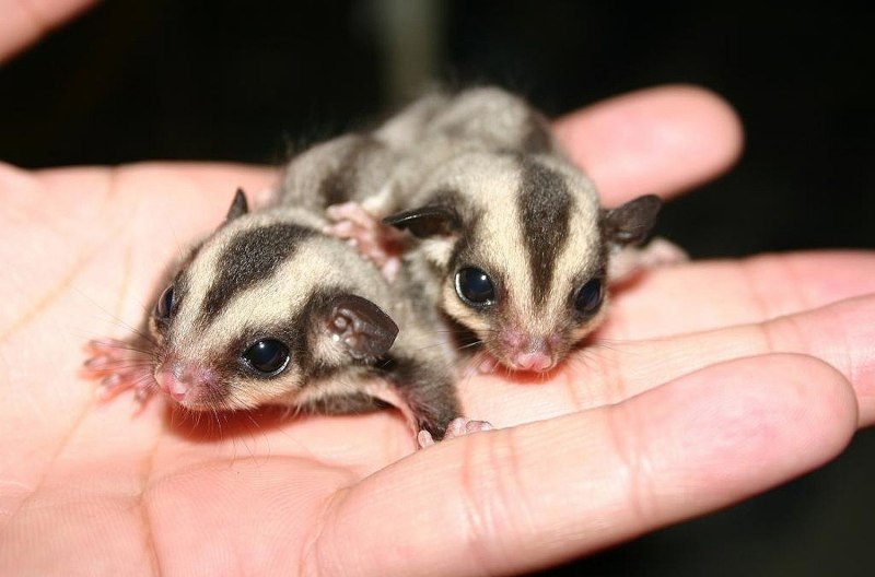 Petaurus gracilis
