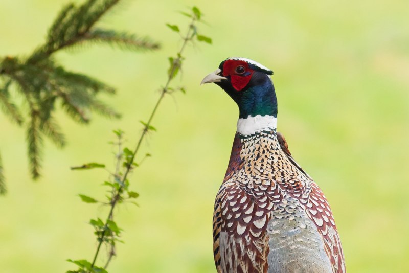 Павлиний фазан (Polyplectron bicalcaratum)