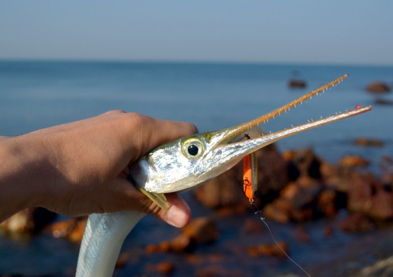 Рыба игла черное море Сарган