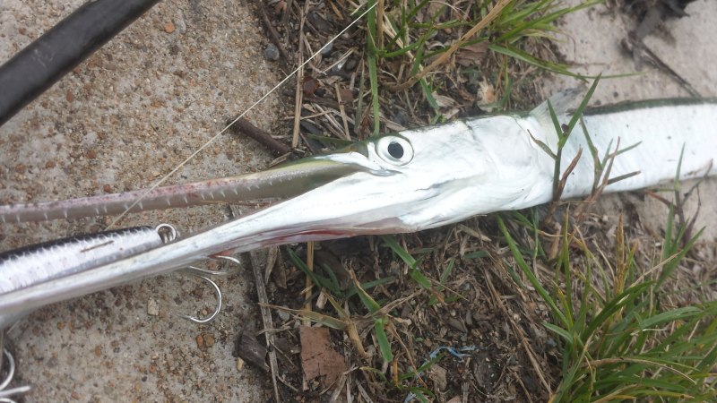 Сарган рыба Балтийское море