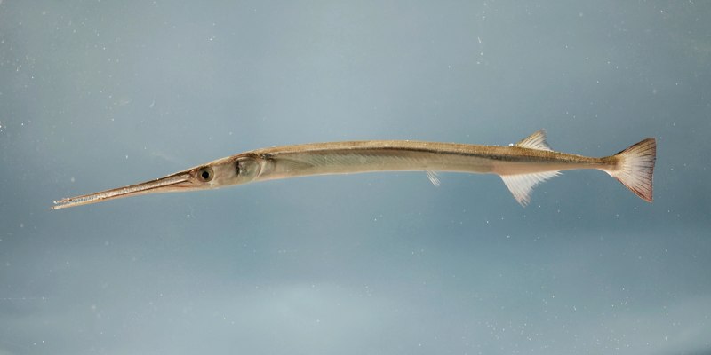 Fistularia commersonii