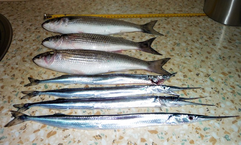 Рыба Сарган Средиземное море