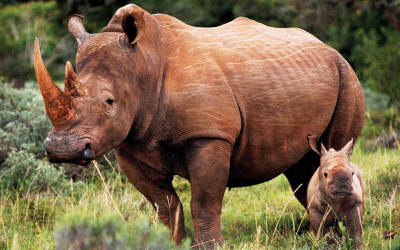 Коричневый носорог (40 фото)