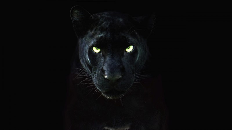 Голова черных пантер (61 фото)