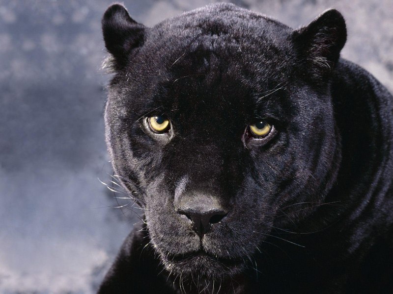 Пантер/ Panther avcngcrs