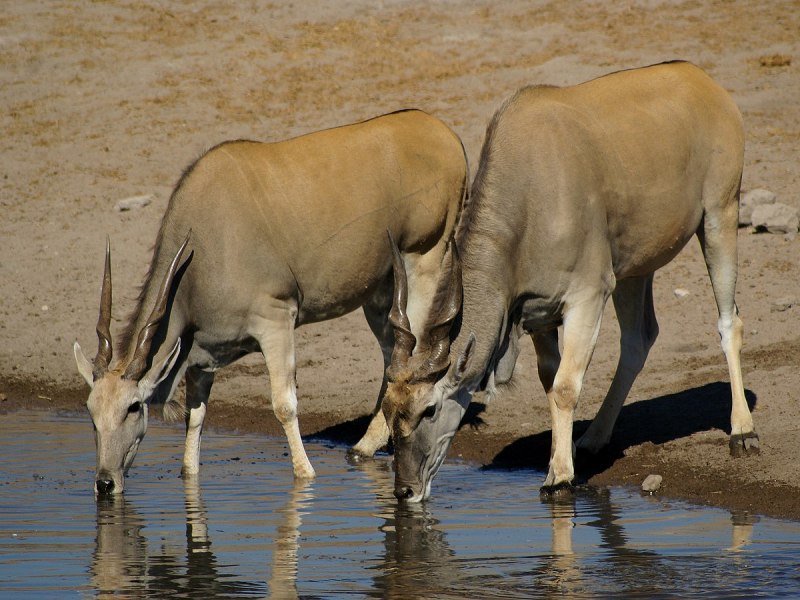 Канны Taurotragus Oryx
